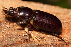 Aulacocyclus