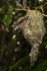 Gerygone flavolateralis flavolateralis