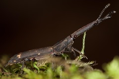 Autarcus laticollis