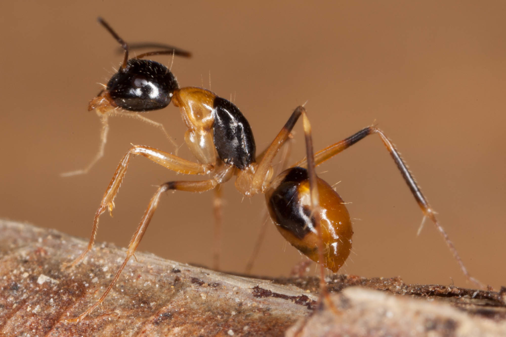Camponotus pulchellus