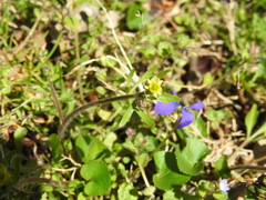 Ranunculus micranthus