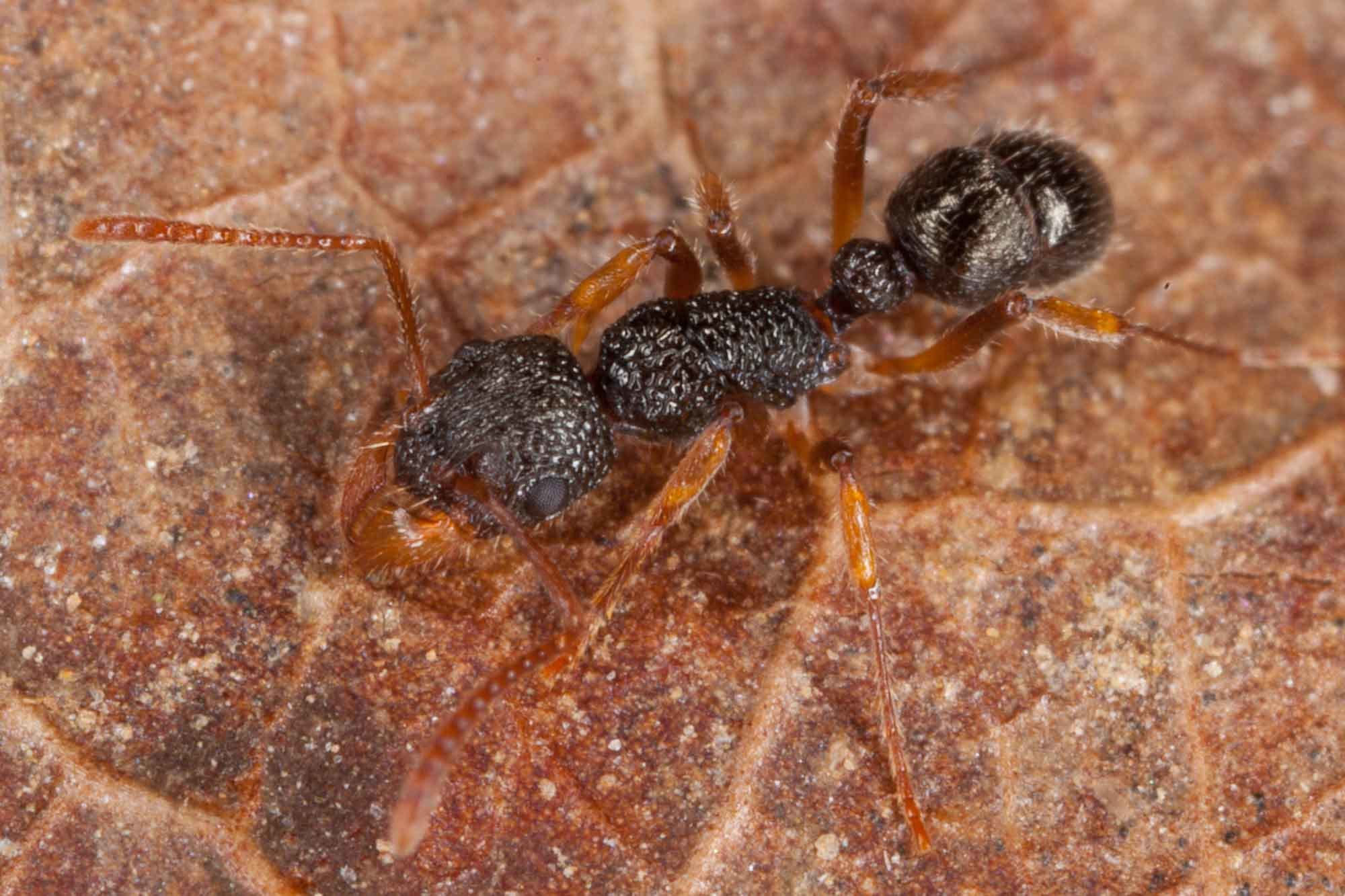 Rhytidoponera luteipes
