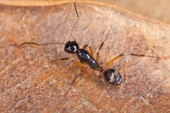 Camponotus pulchellus