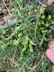 Galium propinquum