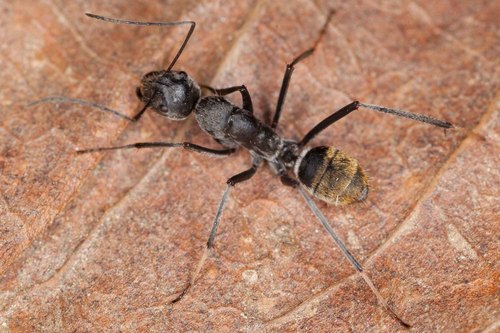 Camponotus hoplitesCamponotus hoplites