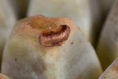 Pandanus clandestinus