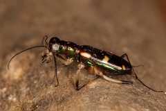 Caledonica longicollis
