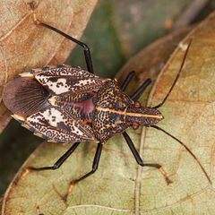 Polycarmes punctatissimus