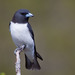 White-breasted Woodswallow - Photo (c) juju98, some rights reserved (CC BY-NC), uploaded by juju98