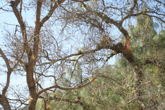 Tillandsia calothyrsus