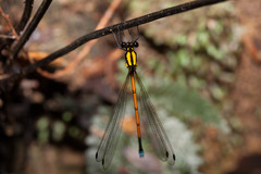 Eoargiolestes ochraceus