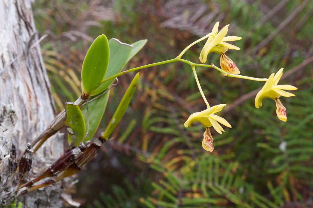 Dendrobium poissonianum Schltr. 2