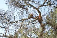 Tillandsia calothyrsus