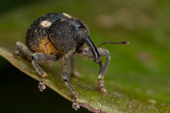 Salcus quadripunctatus