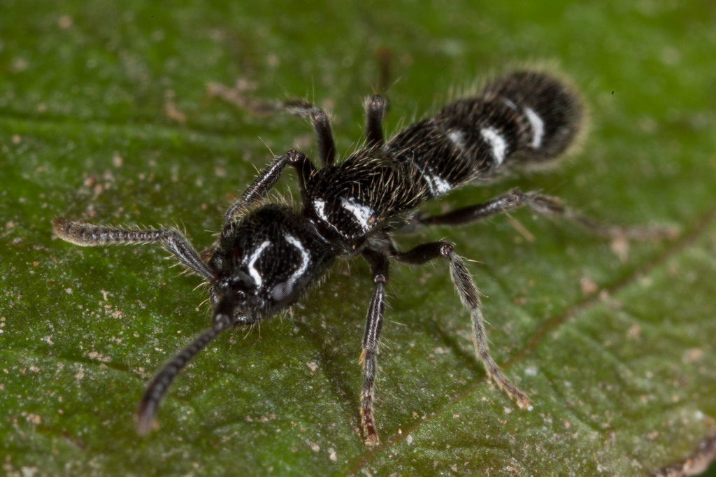 Lioponera cohici