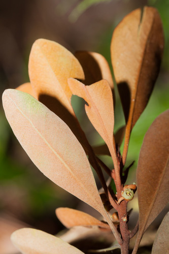 Planchonella glauca thumbnail