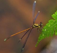 Eoargiolestes ochraceus