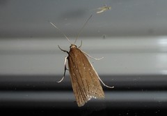 Eudonia octophora