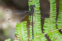 Caledopteryx sarasini