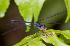 Caledopteryx sarasini