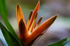 Freycinetia schlechteri