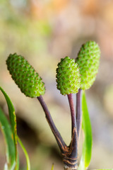Freycinetia schlechteri