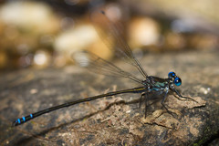 Caledopteryx sarasini