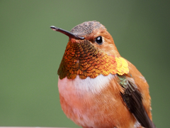 Rufous Hummingbird photo 4