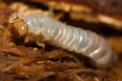 Aulacocyclus