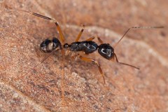 Camponotus pulchellus