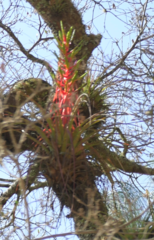 Tillandsia calothyrsus
