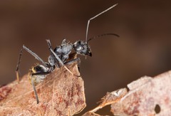Camponotus hoplites
