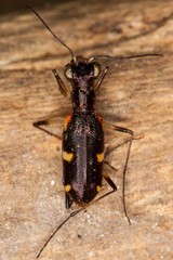 Caledonica longicollis