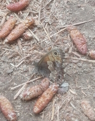 Paramacera xicaque xicaque