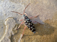 Placosternus difficilis
