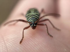 Placosternus difficilis