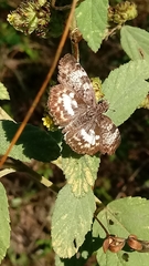 Chiomara asychis