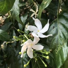 Apocynaceae
