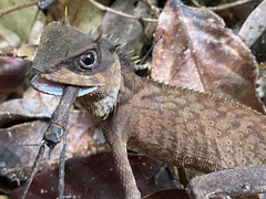 Acanthosaura phuketensis