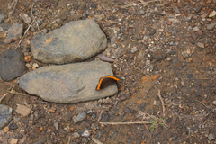 Pedaliodes symmachus