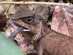 Acanthosaura phuketensis