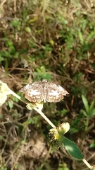 Chiomara asychis