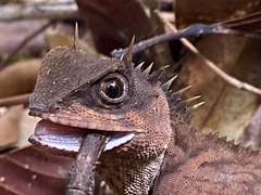 Acanthosaura phuketensis