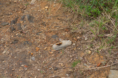 Pedaliodes symmachus