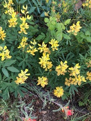 Lupinus luteolus