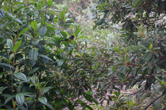 Myioborus flavivertex