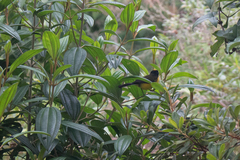 Myioborus flavivertex