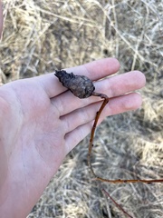 Rabdophaga salicisgnaphalioides
