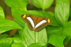 Adelpha iphiclus