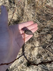 Rabdophaga salicisgnaphalioides
